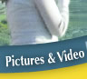 Pictures and Video